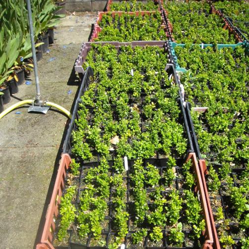 Box cuttings in crates laid out in rows along the ground