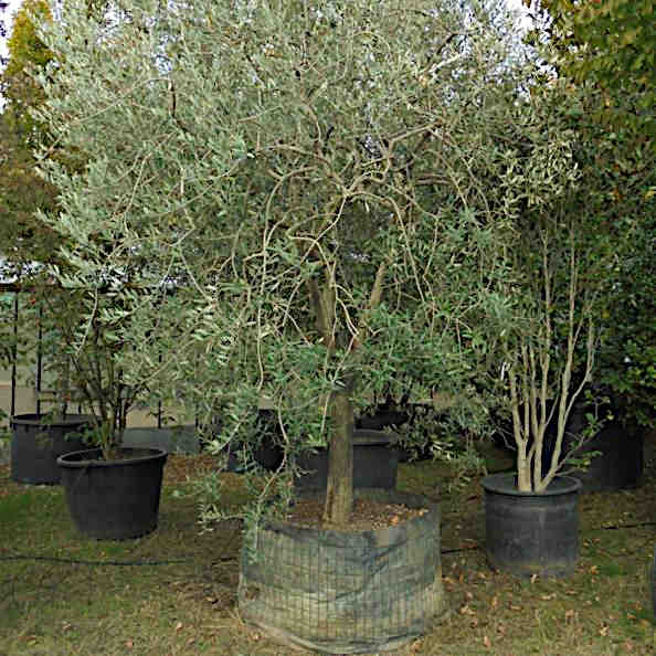 Nursery selection of mature plants in Peduzzi, Italy