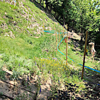 Planting of Wildflower Meadow in Peduzzi, Italy