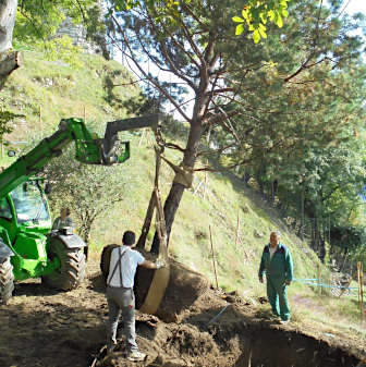 Planting of semi-mature trees in Padduzzi, Italy